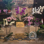 mormantul lui mircea cel batran de la cozia redeschis dupa 100 de ani care este motivul 693a941f5bd6e