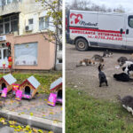 mos craciun le a adus pisicutelor din mangalia casute noi acest gest inseamna dragoste fata de prietenii nostri necuvantatori 694c0f6b76bb5