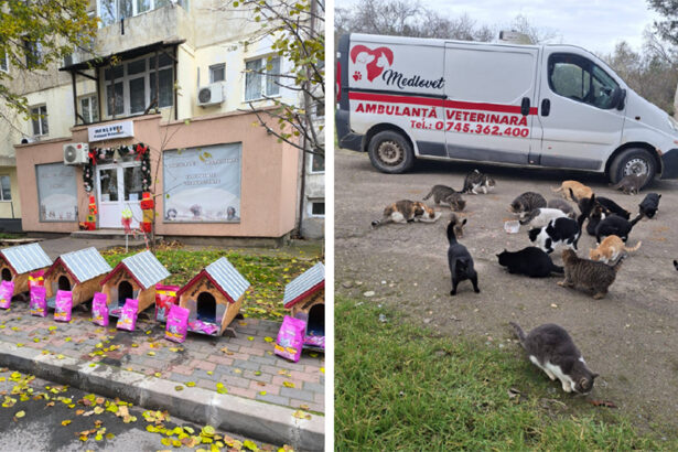 mos craciun le a adus pisicutelor din mangalia casute noi acest gest inseamna dragoste fata de prietenii nostri necuvantatori 694c0f6b76bb5