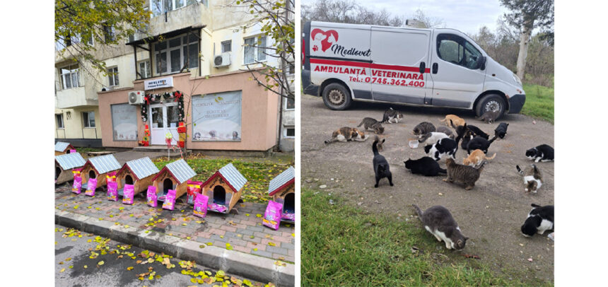 mos craciun le a adus pisicutelor din mangalia casute noi acest gest inseamna dragoste fata de prietenii nostri necuvantatori 694c0f6b76bb5