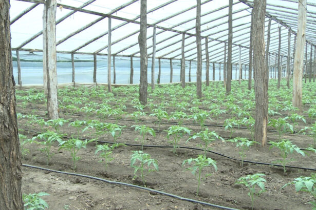 psd va cere in coalitie eliminarea impozitului pe solarii nemultumeste romanii nu aduce bani la buget 693992f478d29