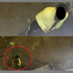 revoltator cetatean surprins in constanta de camerele video cand fugea cu bradul de craciun al unui cabinet oftalmologic grinch ai aparut il ironizeaza internautii 69343f46b0e3b