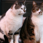 scandal la craiova din cauza limitarii numarului de animale la bloc primaria data in judecata de proprietari de caini si pisici 6952f6225674b