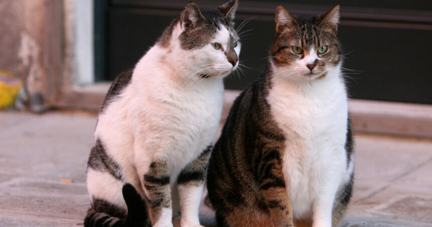 scandal la craiova din cauza limitarii numarului de animale la bloc primaria data in judecata de proprietari de caini si pisici 6952f6225674b