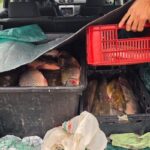 trei tineri au scos la vanzare din portbagajul unei masini 100 de kg de crap salau si somn in localitatea 2 mai 69384ff54006a