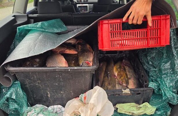 trei tineri au scos la vanzare din portbagajul unei masini 100 de kg de crap salau si somn in localitatea 2 mai 69384ff54006a