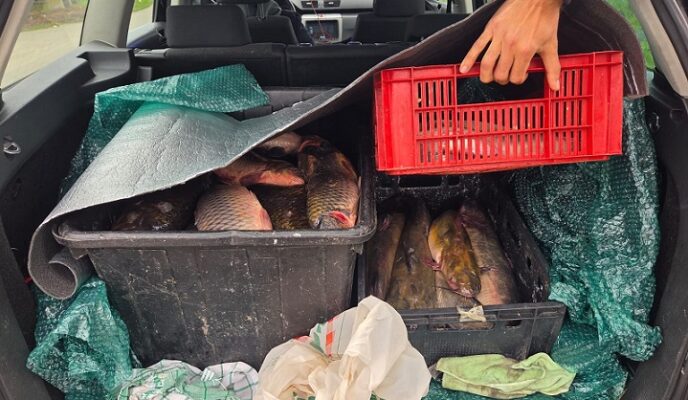 trei tineri au scos la vanzare din portbagajul unei masini 100 de kg de crap salau si somn in localitatea 2 mai 69384ff54006a