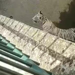 un pui de tigru alb a murit la gradina zoologica din craiova dupa ce a inghitit o punga de plastic nu e primul incident de acest fel 6953947bb0d75