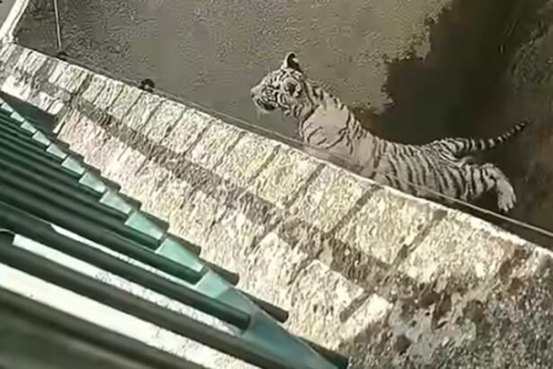 un pui de tigru alb a murit la gradina zoologica din craiova dupa ce a inghitit o punga de plastic nu e primul incident de acest fel 6953947bb0d75