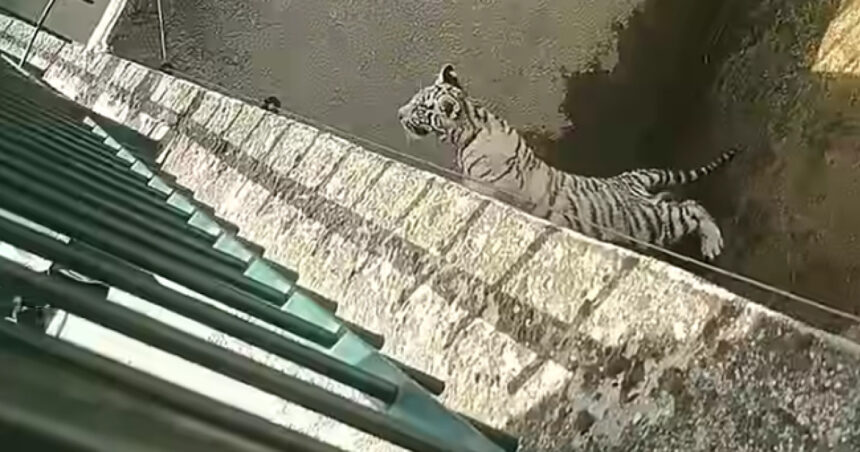 un pui de tigru alb a murit la gradina zoologica din craiova dupa ce a inghitit o punga de plastic nu e primul incident de acest fel 6953947bb0d75