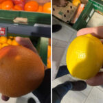 video avertisment de la directorul anpc in romania sunt vandute portocale si lamai care ar trebui date la porci 6947e48a86cf3