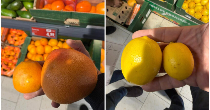 video avertisment de la directorul anpc in romania sunt vandute portocale si lamai care ar trebui date la porci 6947e48a86cf3