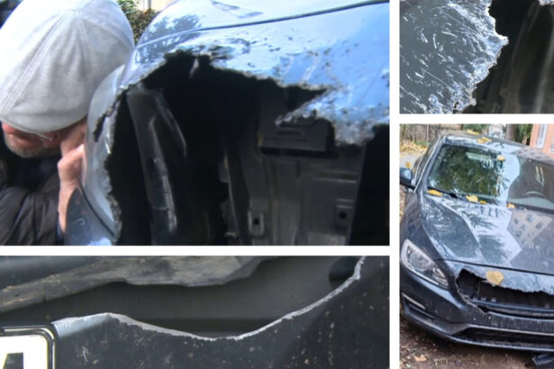 video cainii maidanezi din arad au mancat patru autoturisme peste 6 000 de euro ne va costa repararea masinii 694517587474c