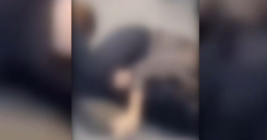 video de ce s au batut doua femei la timisoara un influencer din campania lui calin georgescu in mijlocul scandalului 69466558f0293