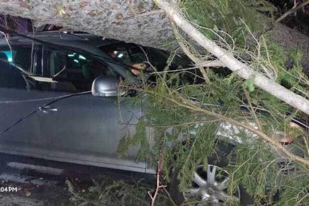 video furtuna pe valea prahovei un copac a cazut peste o masina cu trei persoane la sinaia din cauza vantului puternic 694ee582e4ca9