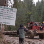 video ne cunosc ne stiu fetele cum lupta activistii de mediu cu mafia lemnului din romania 693d3c6ae8637