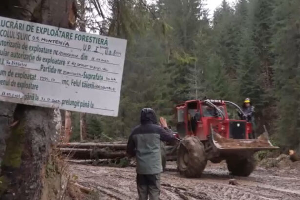 video ne cunosc ne stiu fetele cum lupta activistii de mediu cu mafia lemnului din romania 693d3c6ae8637