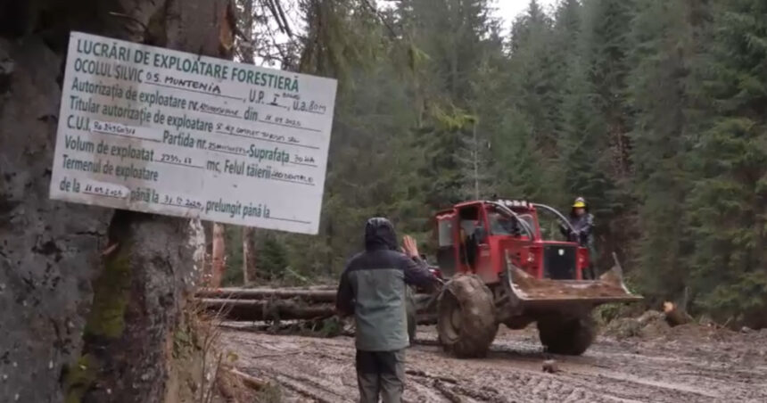 video ne cunosc ne stiu fetele cum lupta activistii de mediu cu mafia lemnului din romania 693d3c6ae8637