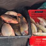 video peste alterat scos la vanzare pe o strada din localitatea 2 mai acuza jandarmii 69382cbc37430