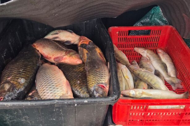 video peste alterat scos la vanzare pe o strada din localitatea 2 mai acuza jandarmii 69382cbc37430