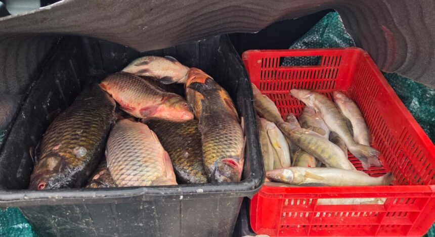 video peste alterat scos la vanzare pe o strada din localitatea 2 mai acuza jandarmii 69382cbc37430