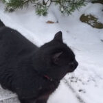 video situatie inedita in parlamentul din lituania o pisica ar putea decide viitorul postului public de radioteleviziune 69470a92cc8f0