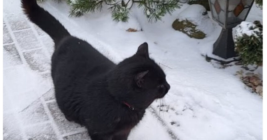 video situatie inedita in parlamentul din lituania o pisica ar putea decide viitorul postului public de radioteleviziune 69470a92cc8f0