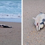 video spectacol trist pe plaja din eforie pui de delfin adus fara viata la mal 6936f40bd7a2c