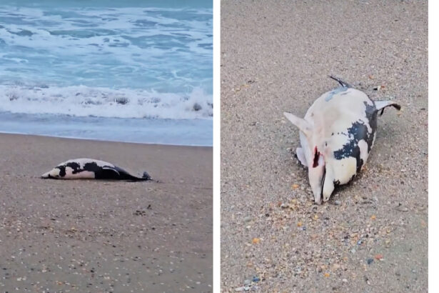 video spectacol trist pe plaja din eforie pui de delfin adus fara viata la mal 6936f40bd7a2c