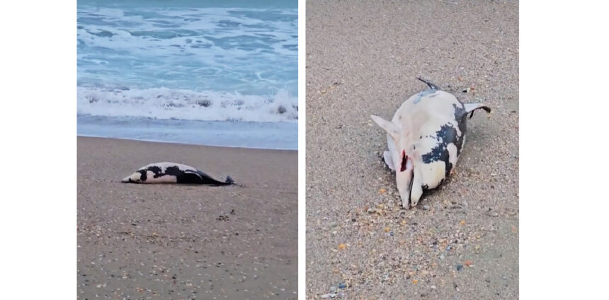 video spectacol trist pe plaja din eforie pui de delfin adus fara viata la mal 6936f40bd7a2c