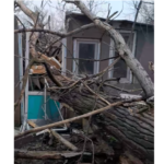 video tragedie in ziua de craciun un copac a cazut peste casa unei femei din agigea 694d2c23617cf