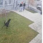 video viral colindatori imprudenti intampinati de cainele de paza daca erau copiii nu ai voie sa intri in curtea omului 694ebcfebbf2c