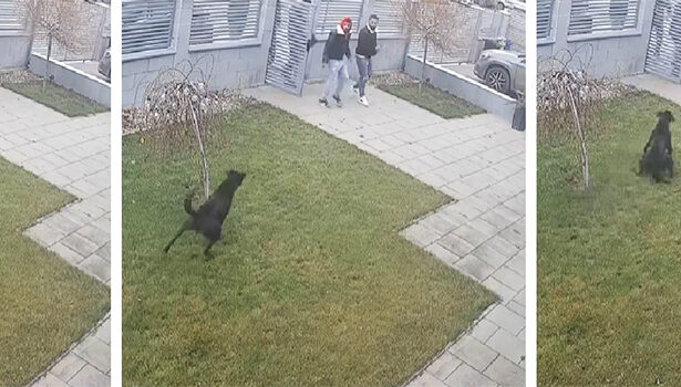 video viral colindatori imprudenti intampinati de cainele de paza daca erau copiii nu ai voie sa intri in curtea omului 694ebcfebbf2c