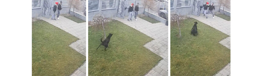 video viral colindatori imprudenti intampinati de cainele de paza daca erau copiii nu ai voie sa intri in curtea omului 694ebcfebbf2c