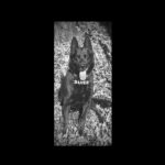 a murit suier celebrul caine politist simbolul luptei antidrog din romania odihneste te in pace drag prieten nu te vom uita niciodata 6957d443d82ca