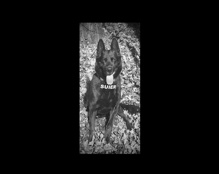 a murit suier celebrul caine politist simbolul luptei antidrog din romania odihneste te in pace drag prieten nu te vom uita niciodata 6957d443d82ca