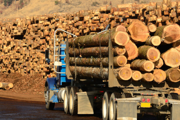 aplicatia sumal a fost actualizata pentru a opri furtul de lemn ministra diana buzoianu anunta ce obligatii vor avea transportatorii 6973b6e80ff3d