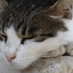 barbatul din judetul tulcea care a calcat in picioare o pisicuta prins de politisti are dosar penal si va raspunde in fata legii 697251f16fbcc