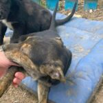 campania adopta un catel continua la constanta 6974a3de971f8