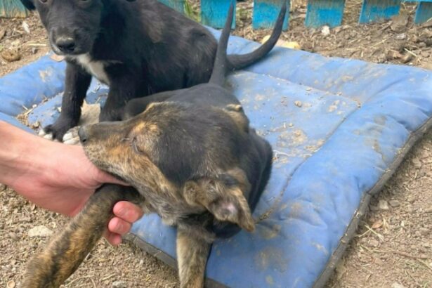 campania adopta un catel continua la constanta 6974a3de971f8