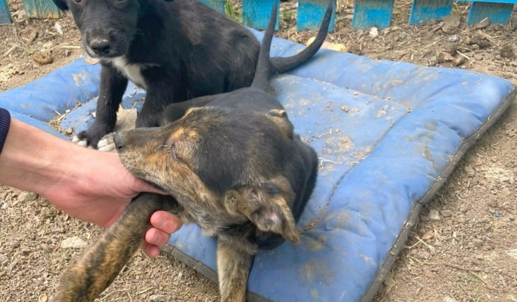 campania adopta un catel continua la constanta 6974a3de971f8