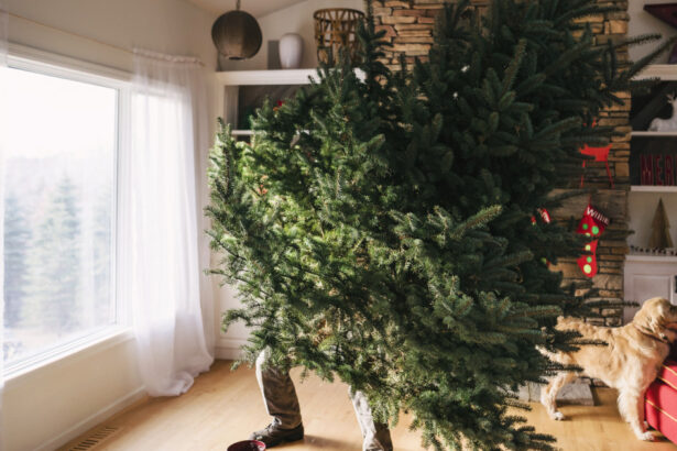 cat timp este recomandat sa tinem bradul impodobit cand este ziua potrivita pentru a l strange conform traditiei 6958bab28a24e