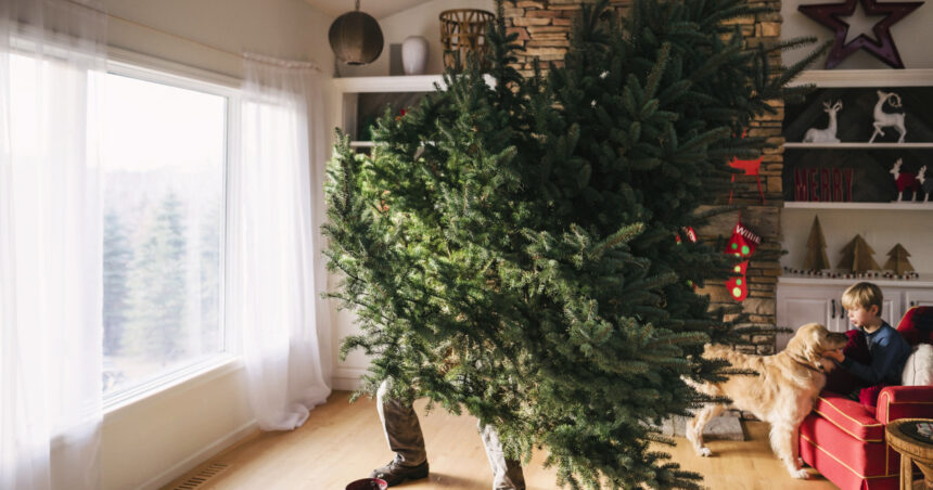 cat timp este recomandat sa tinem bradul impodobit cand este ziua potrivita pentru a l strange conform traditiei 6958bab28a24e