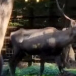 cerb carpatin sanatos gasit mort la gradina zoologica din targu mures ce avea animalul in sistemul digestiv 696a78e355cae