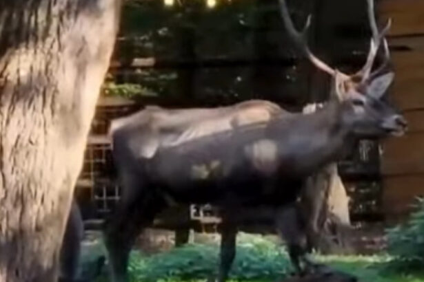 cerb carpatin sanatos gasit mort la gradina zoologica din targu mures ce avea animalul in sistemul digestiv 696a78e355cae