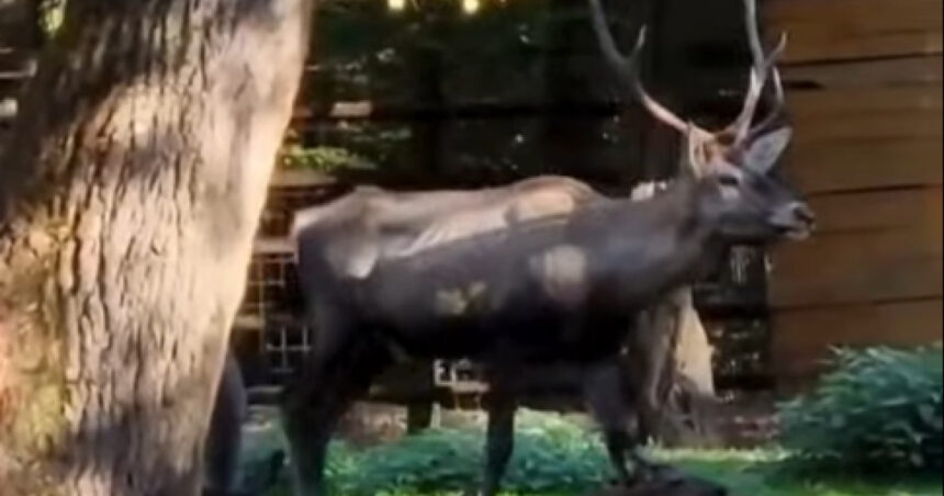 cerb carpatin sanatos gasit mort la gradina zoologica din targu mures ce avea animalul in sistemul digestiv 696a78e355cae