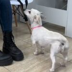 detalii din dosar razbunare socanta un barbat a ucis doi caini mici dupa ce fiul sau s a impiedicat de ei cu bicicleta 69657e2268fe0