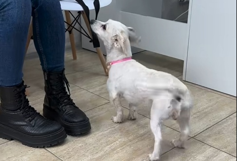 detalii din dosar razbunare socanta un barbat a ucis doi caini mici dupa ce fiul sau s a impiedicat de ei cu bicicleta 69657e2268fe0