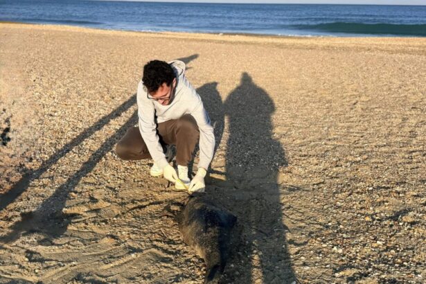 doi delfini au fost gasiti decedati pe plajele litoralului romanesc in primele zile ale anului 695eb5960f203