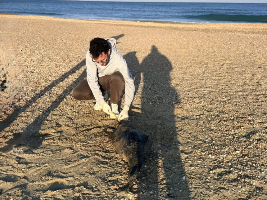 doi delfini au fost gasiti decedati pe plajele litoralului romanesc in primele zile ale anului 695eb5960f203